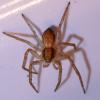 Philodromus dispar
